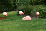 flamingobig.jpg