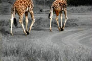 giraffe.jpg