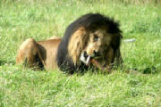 lionbig.jpg